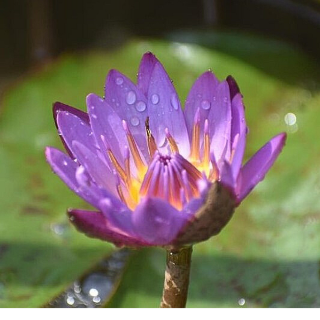 Tropical Water Lily - Nymphaea Chai Mongkol (Blue) - Tuber ...