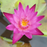 Tropical Water Lily - Nymphaea Dang Ma Miew (Red) - Tuber