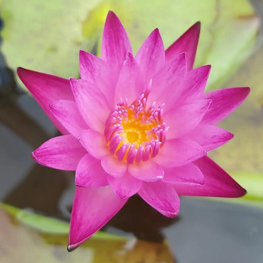 Tropical Water Lily - Nymphaea Dang Ma Miew (Red) - Tuber