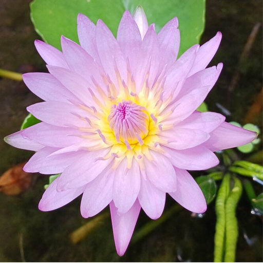 Tropical Water Lily - Nymphaea Dao Fah (Blue) - Tuber
