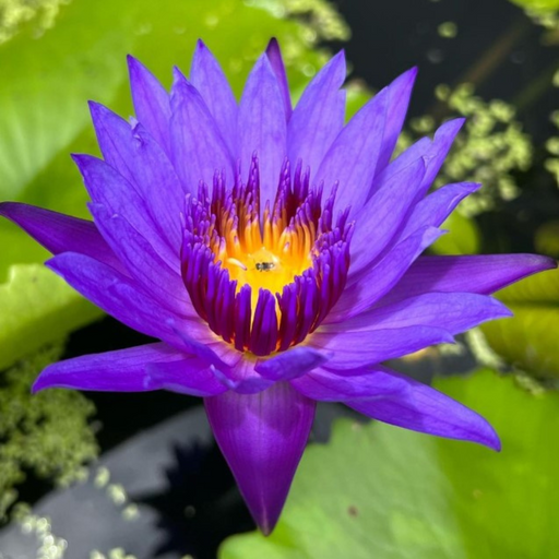 Tropical Water Lily - Nymphaea Emerald (Blue) - Tuber