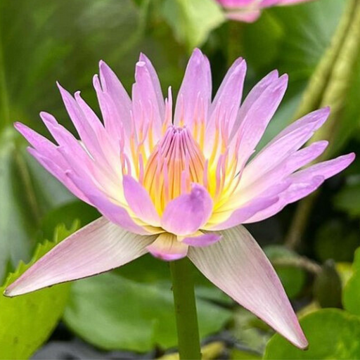 Tropical Water Lily - Nymphaea Hilary (Pink) - Tuber