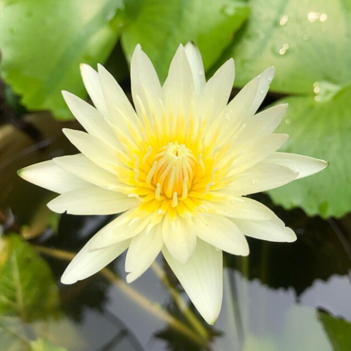 Tropical Water Lily - Nymphaea Kao Mongkol (White) - Tuber