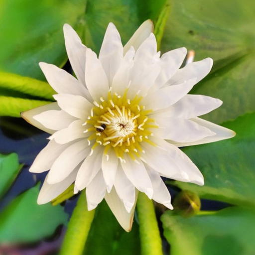 Tropical Water Lily - Nymphaea White Thammanoon (White) - Tuber