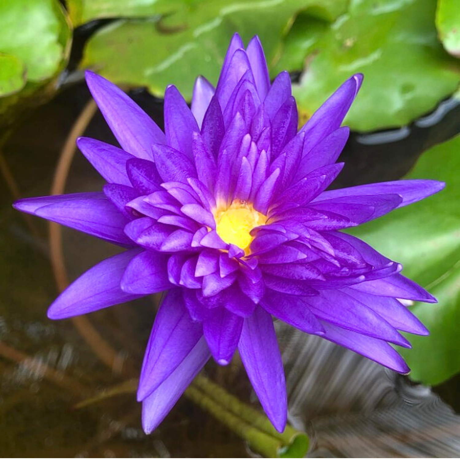 stina スティナ Water lily ultramarine blue Tropical — GreenproAquatic