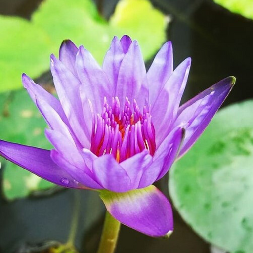 Tropical Water Lily - Nymphaea Panama Pacific (Purple) - Tuber