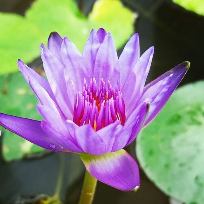 Tropical Water Lily - Nymphaea Panama Pacific (Purple) - Tuber