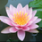 Tropical Water Lily - Nymphaea Ploi Dang (Pink) - Tuber