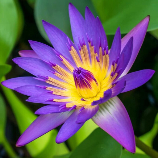 Tropical Water Lily - Nymphaea Thai Blue (Blue) - Tuber