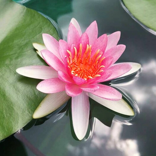 Tropical Water Lily - Nymphaea Thai Pink (Pink) - Tuber