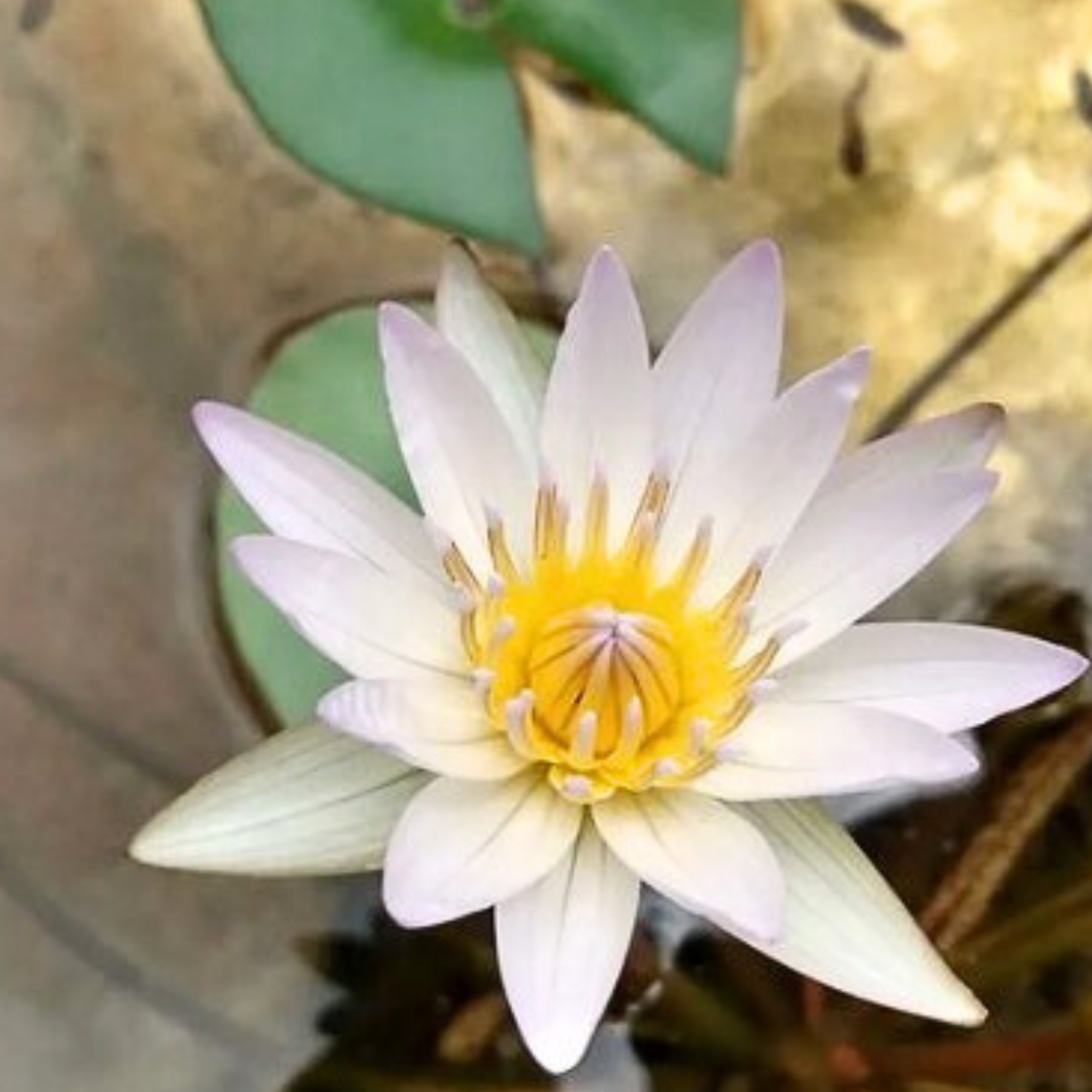 Tropical — GreenproAquatic