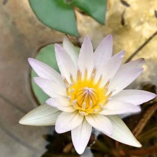 Tropical Water Lily - Nymphaea Duban (White + Blue) - Tuber