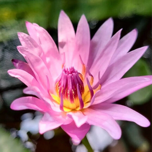 Tropical Water Lily - Nymphaea Queen of Siam (Pink) - Tuber