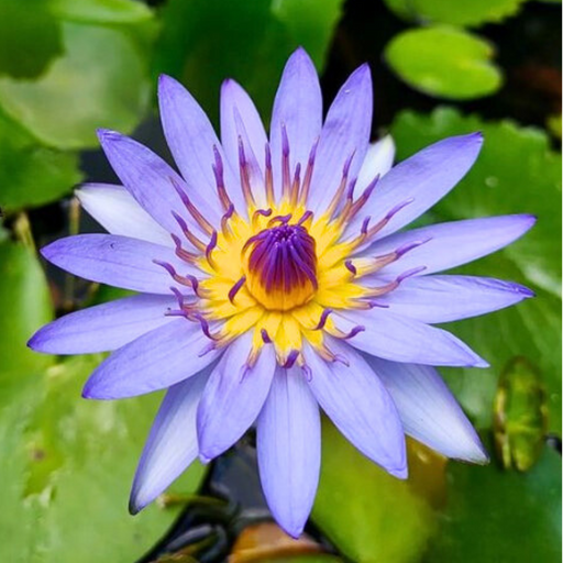 Tropical Water Lily - Nymphaea Sea Blue (Blue) - Tuber