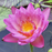 Tropical Water Lily - Nymphaea Yonglap (Pink) - Tuber