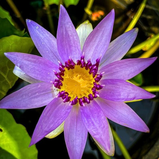 Tropical Water Lily - Nymphaea Lindsey Woods (Purple) - Tuber