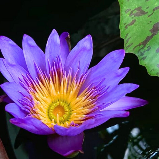 Tropical Water Lily - Nymphaea Lady Blue (Blue) - Tuber
