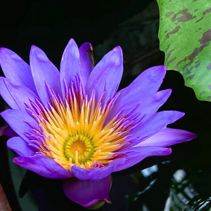 Tropical Water Lily - Nymphaea Lady Blue (Blue) - Tuber