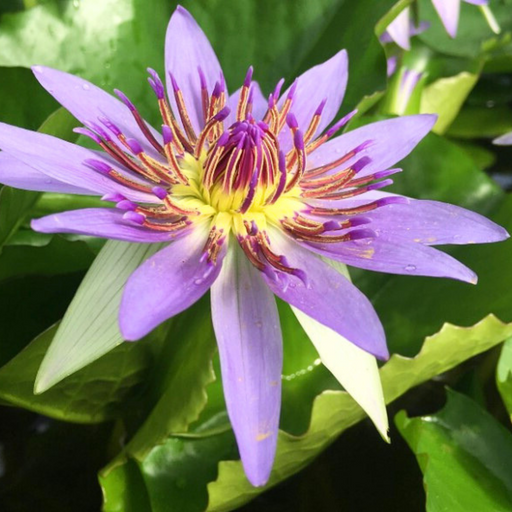 Tropical Water Lily - Nymphaea Colorata (Blue) - Tuber