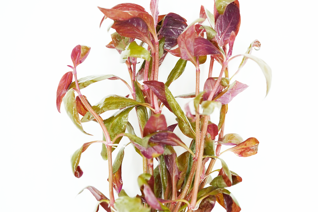 Alternanthera Lilacina - Bundle