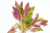 Alternanthera Reineckii Rosaefolia - Bundle