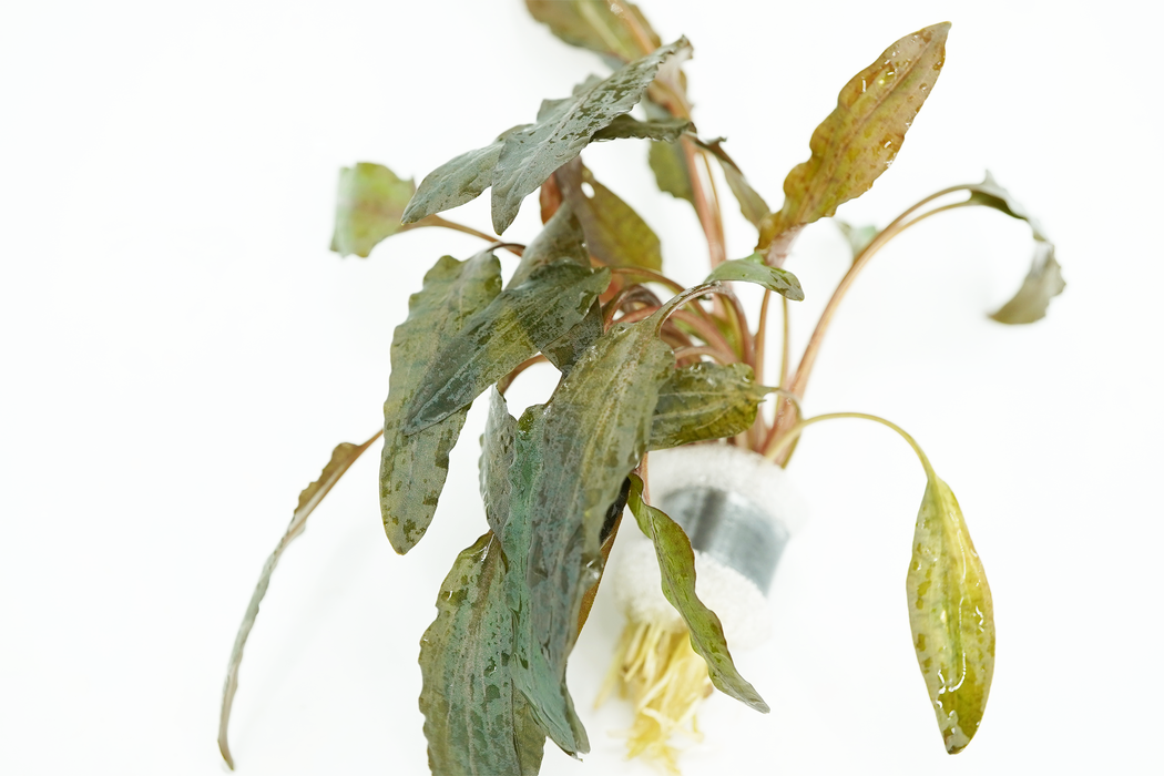 Cryptocoryne Wendtii Brown - Bundle