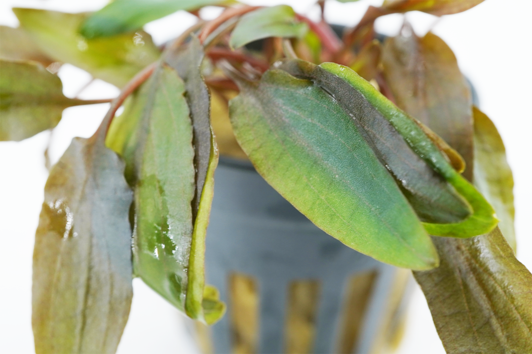 Cryptocoryne Wendtii Brown - Potted