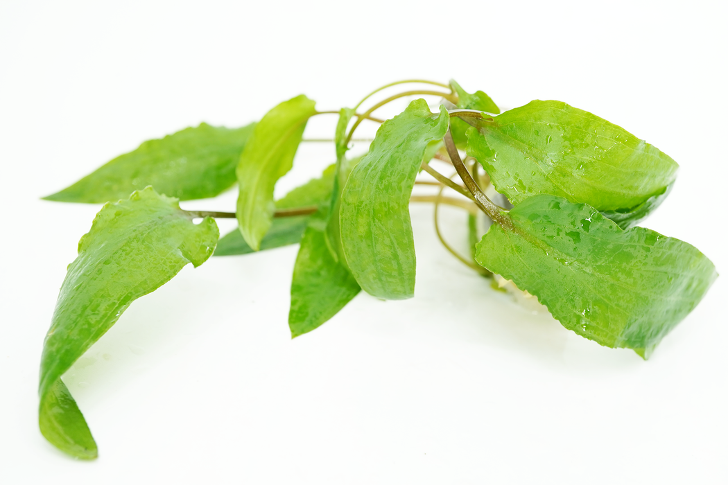 Cryptocoryne Wendtii Green - Bundle