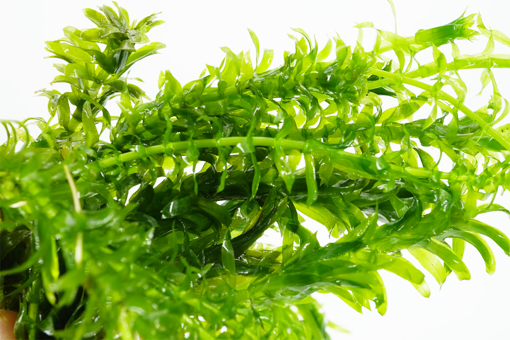 Anacharis - Elodea Densa - Bundle