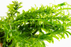 Anacharis - Elodea Densa - Bundle