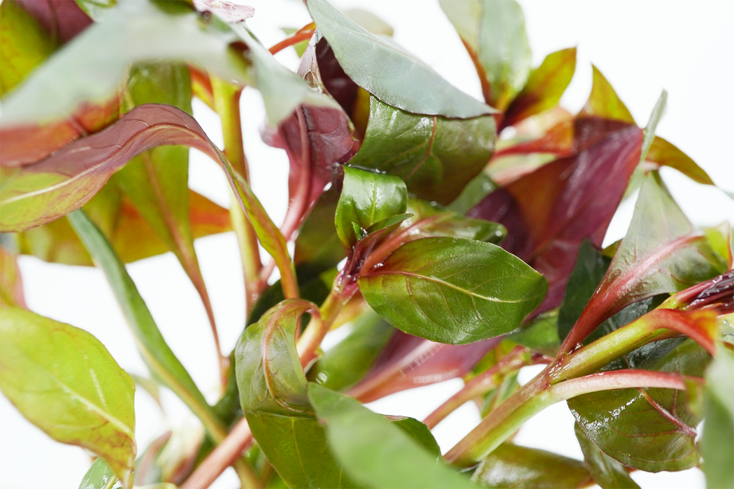 Ludwigia Peruensis - Bundle