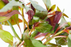 Ludwigia Peruensis - Bundle