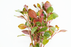 Ludwigia Peruensis Diamon - Bundle