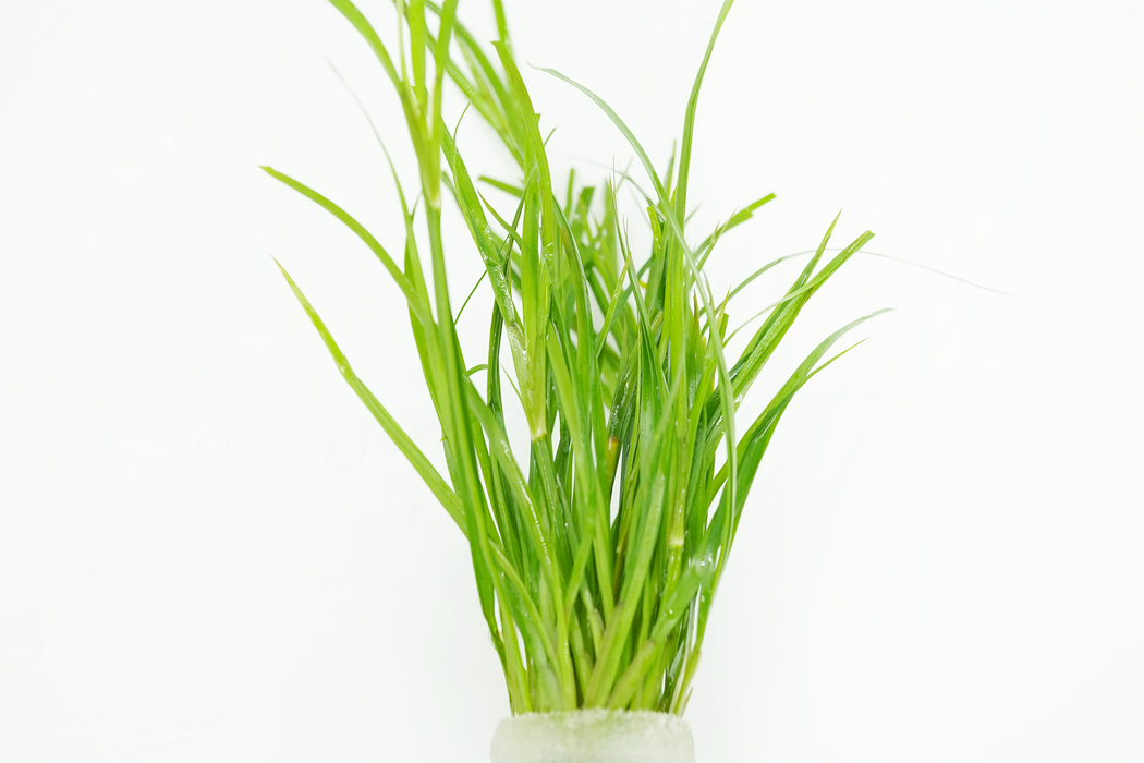 Juncus Repens - Bundle