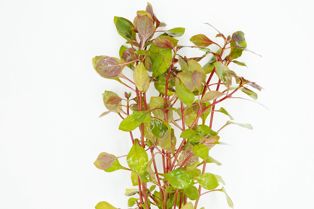 Ludwigia Repens Rubin - Bundle