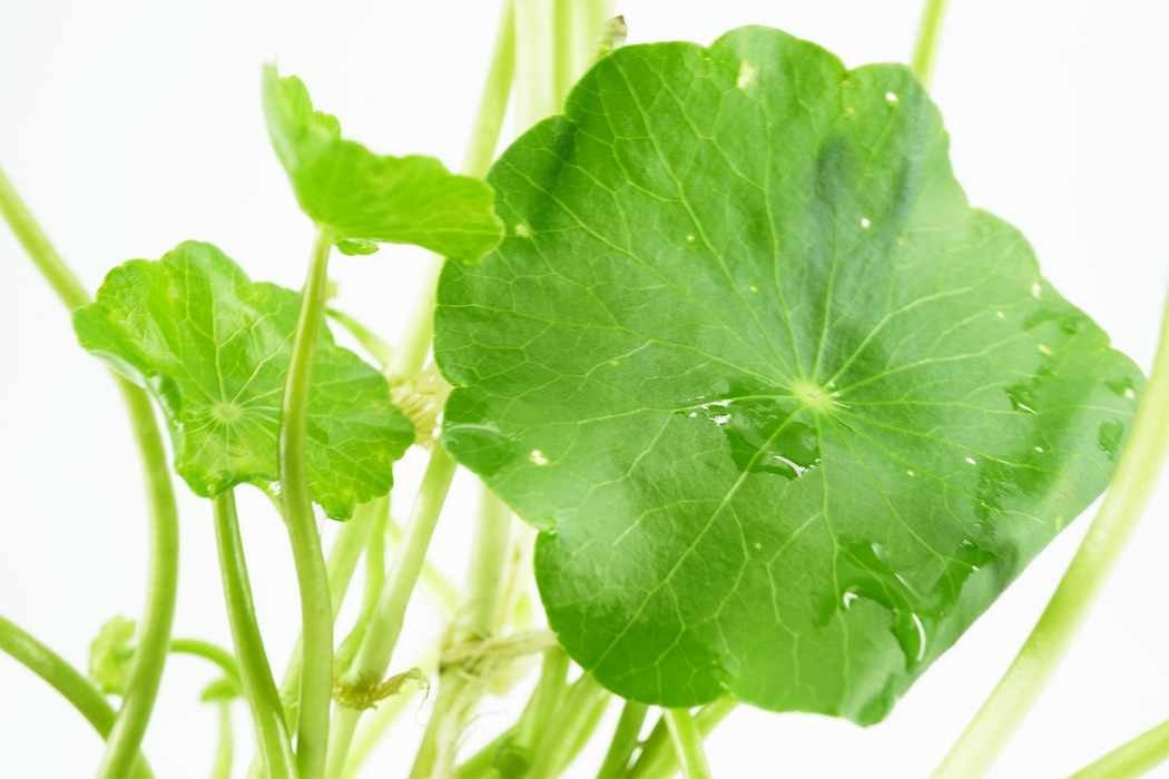 Whorled Pennywort - Hydrocotyle Verticillata - Bundle