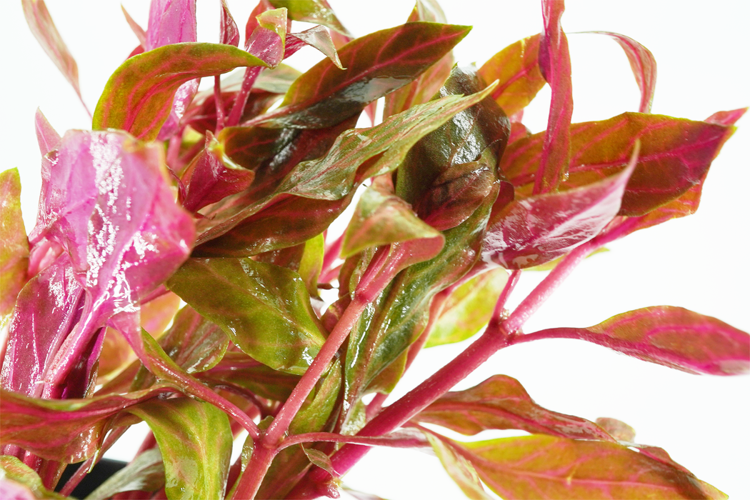 Alternanthera Reineckii Rosanervig - Potted