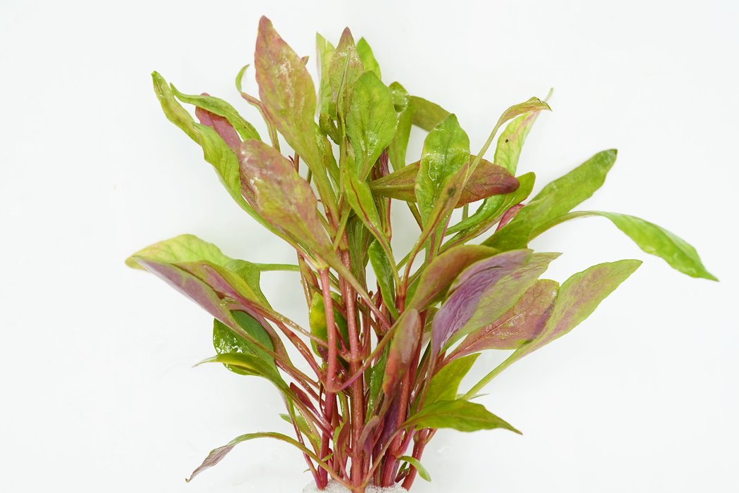 Aquarium Plants - Alternanthera Bettzickiana Red - Bundle