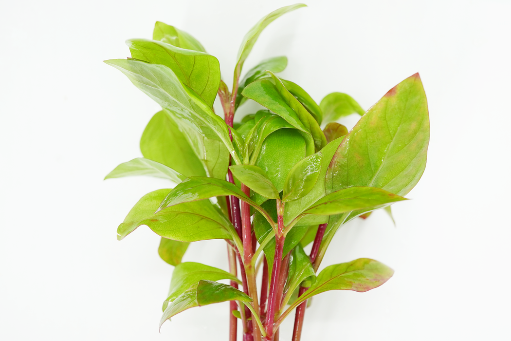 Alternanthera Reineckii Red Broad - Bundle