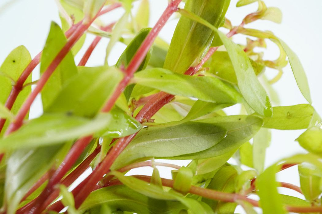 Nesaea Pedicellata Golden - Bundle