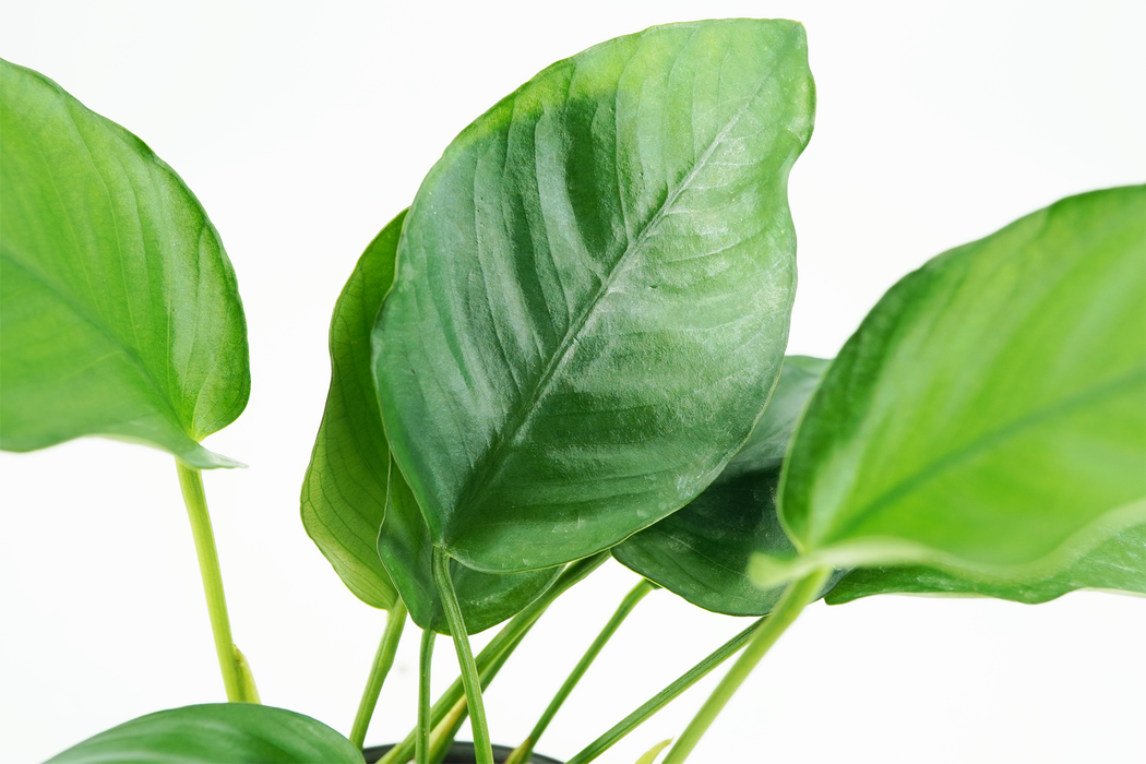 Anubias Barteri Striped - Bare Root