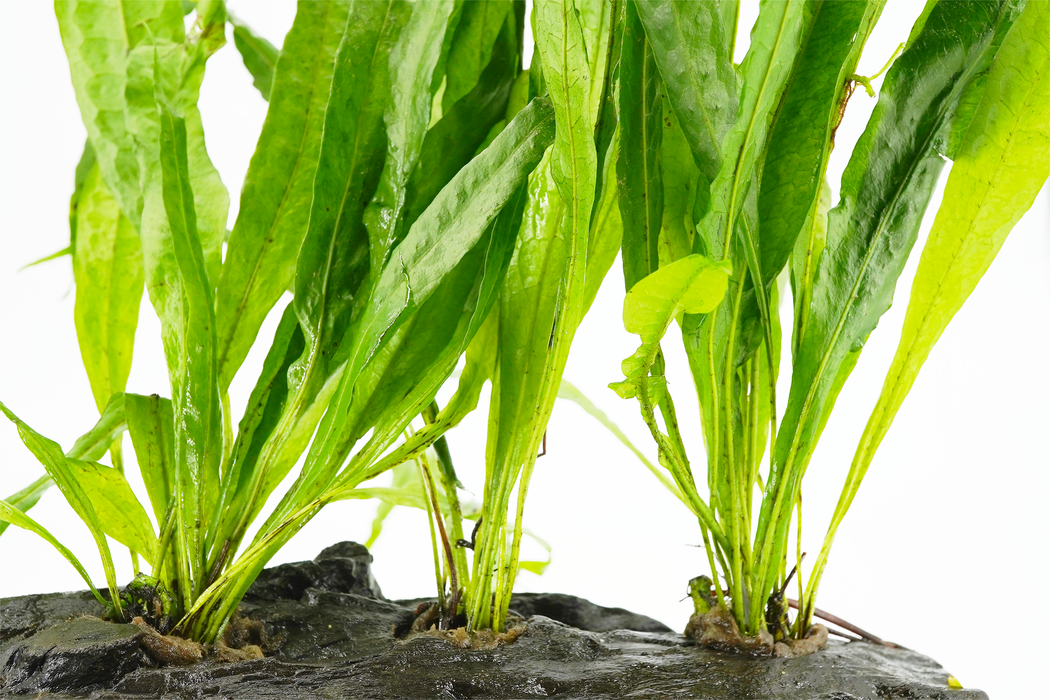 Java Fern - Microsorum Pteropus 20 cm - Driftwood