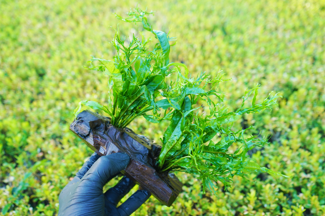 Java Fern Windelov - Microsorum Pteropus Windelov 15 cm - Driftwood