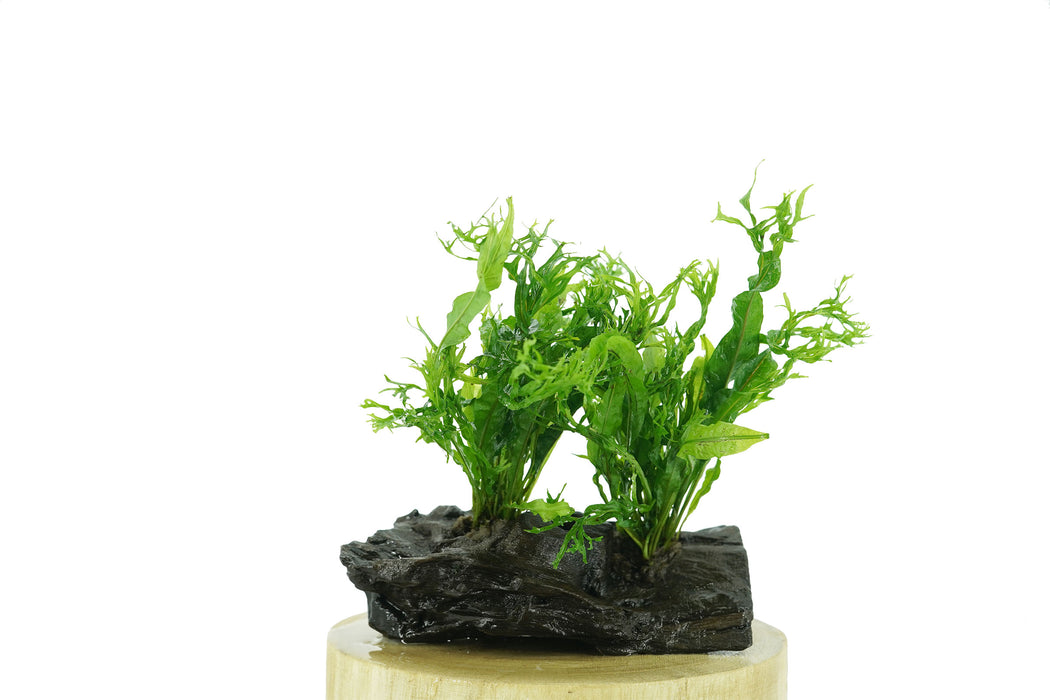 Java Fern Windelov - Microsorum Pteropus Windelov 15 cm - Driftwood