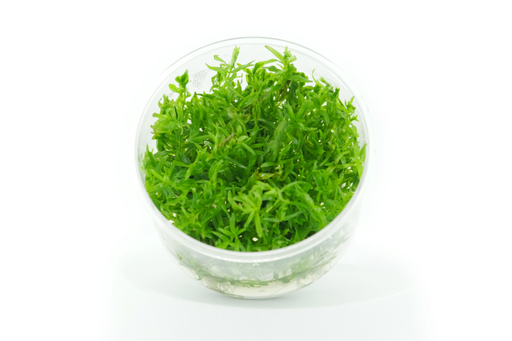 Didiplis Diandra - Tissue Culture