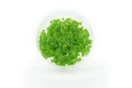 Hydrocotyle Tripartita Japan - Tissue Culture