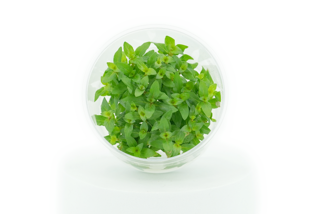 Staurogyne Repens - Tissue Culture