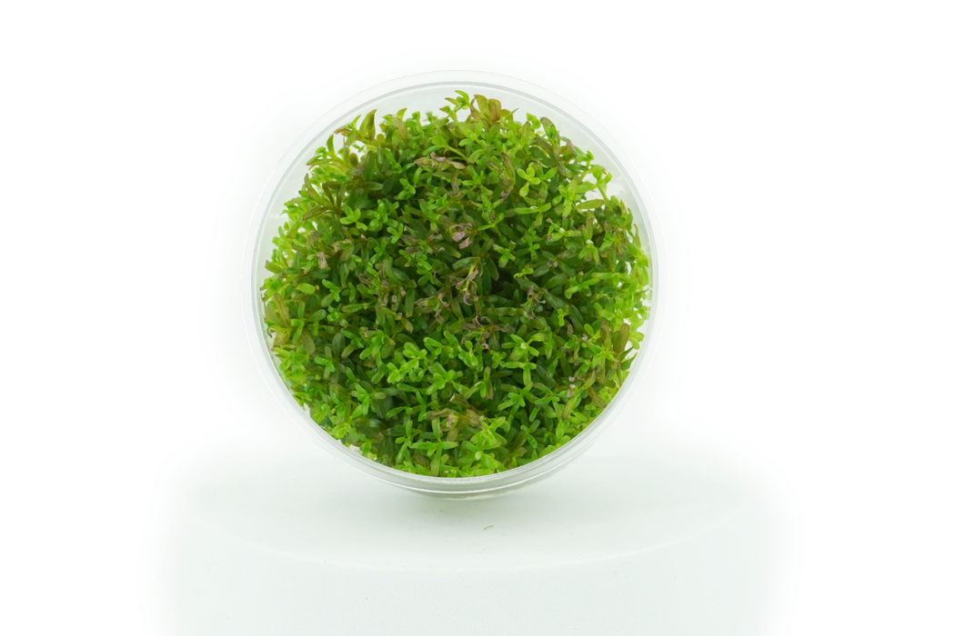 Rotala Rotundifolia H'RA - Tissue Culture