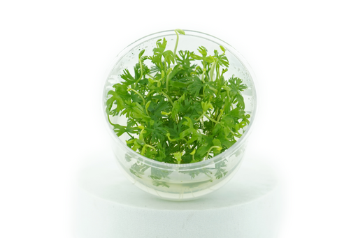 Ranunculus Inundatus - Tissue Culture