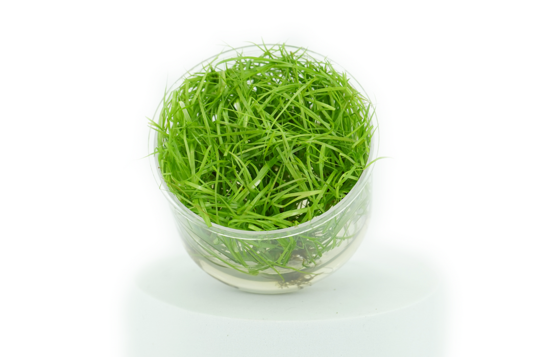 Juncus Repens - Tissue Culture